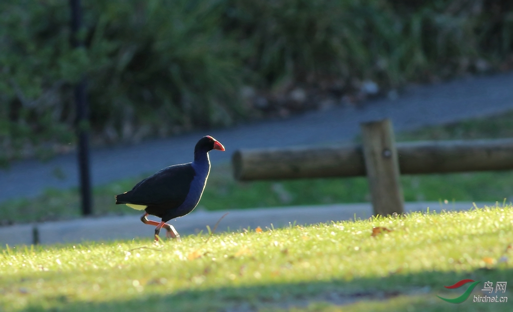 Y-purple swamphen_����.jpg