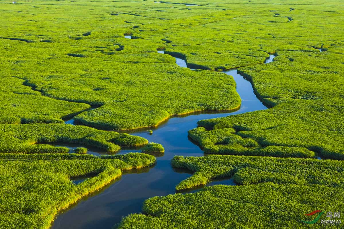 一组航拍的盘锦湿地