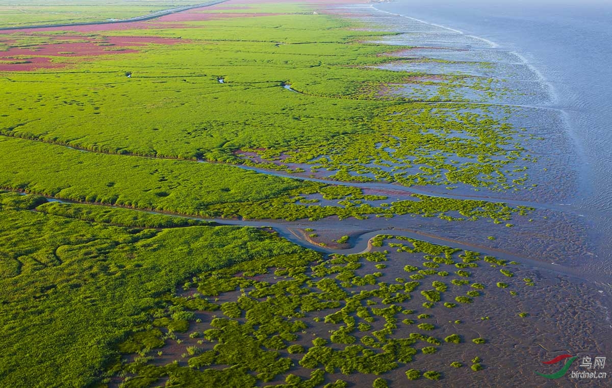 一组航拍的盘锦湿地