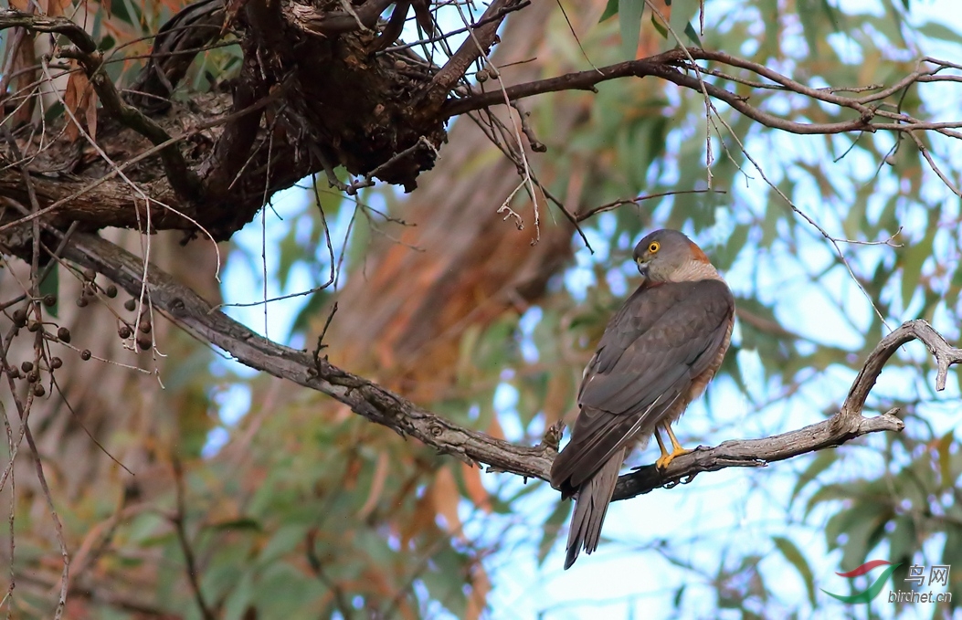 Y-collared sparrowhawk_����_���˺�_����.jpg