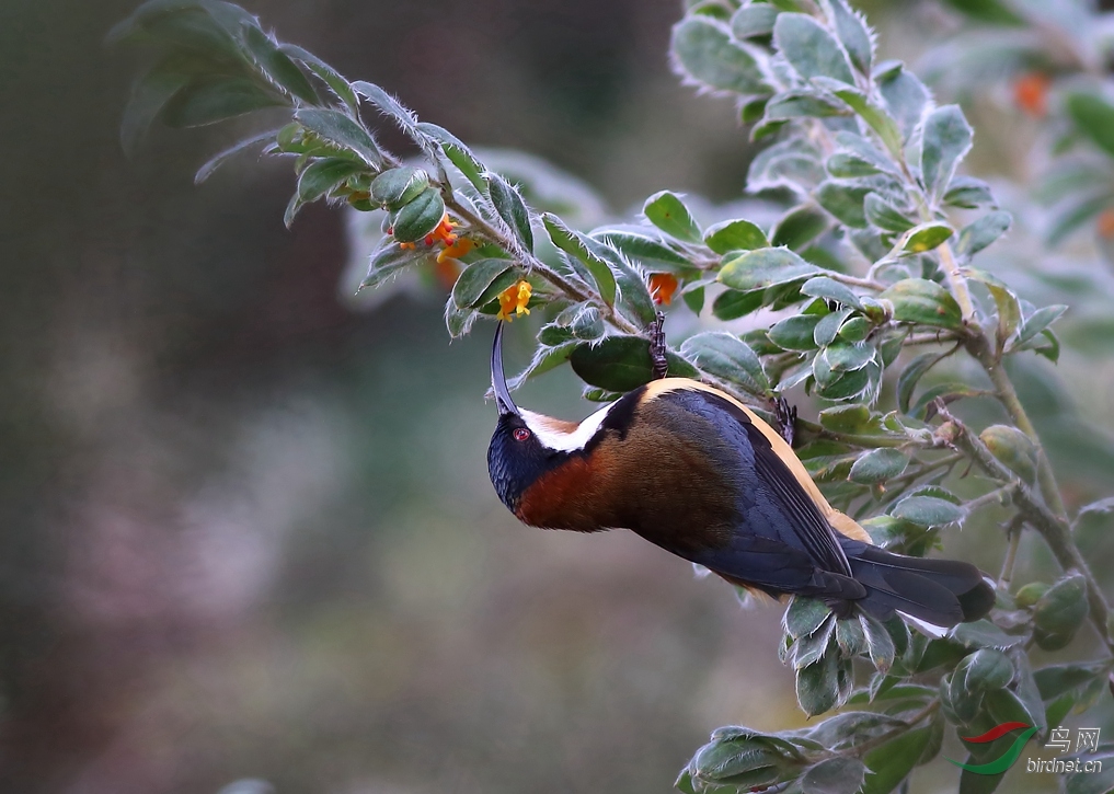 Y-eastern spinebill1_����_���˺�_����.jpg