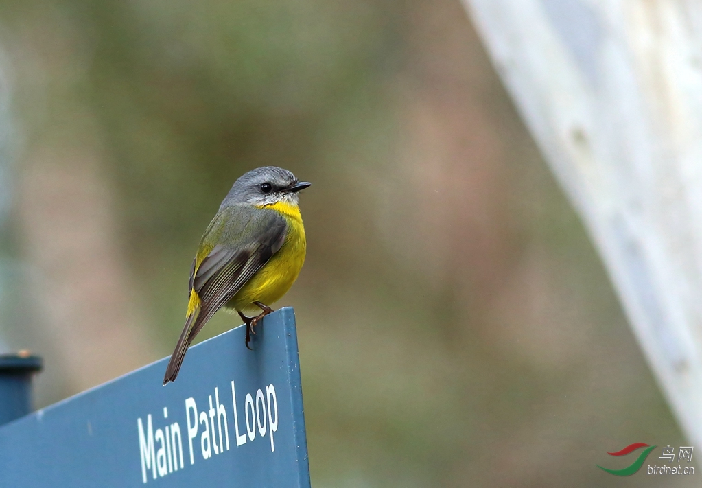 Y-eastern yellow robin_����_���˺�_����.jpg