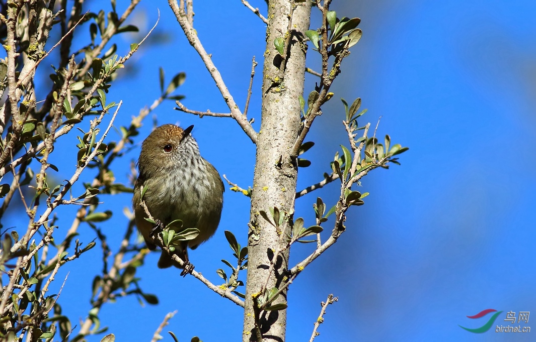 Y-striated thornbill_����_���˺�_����.jpg
