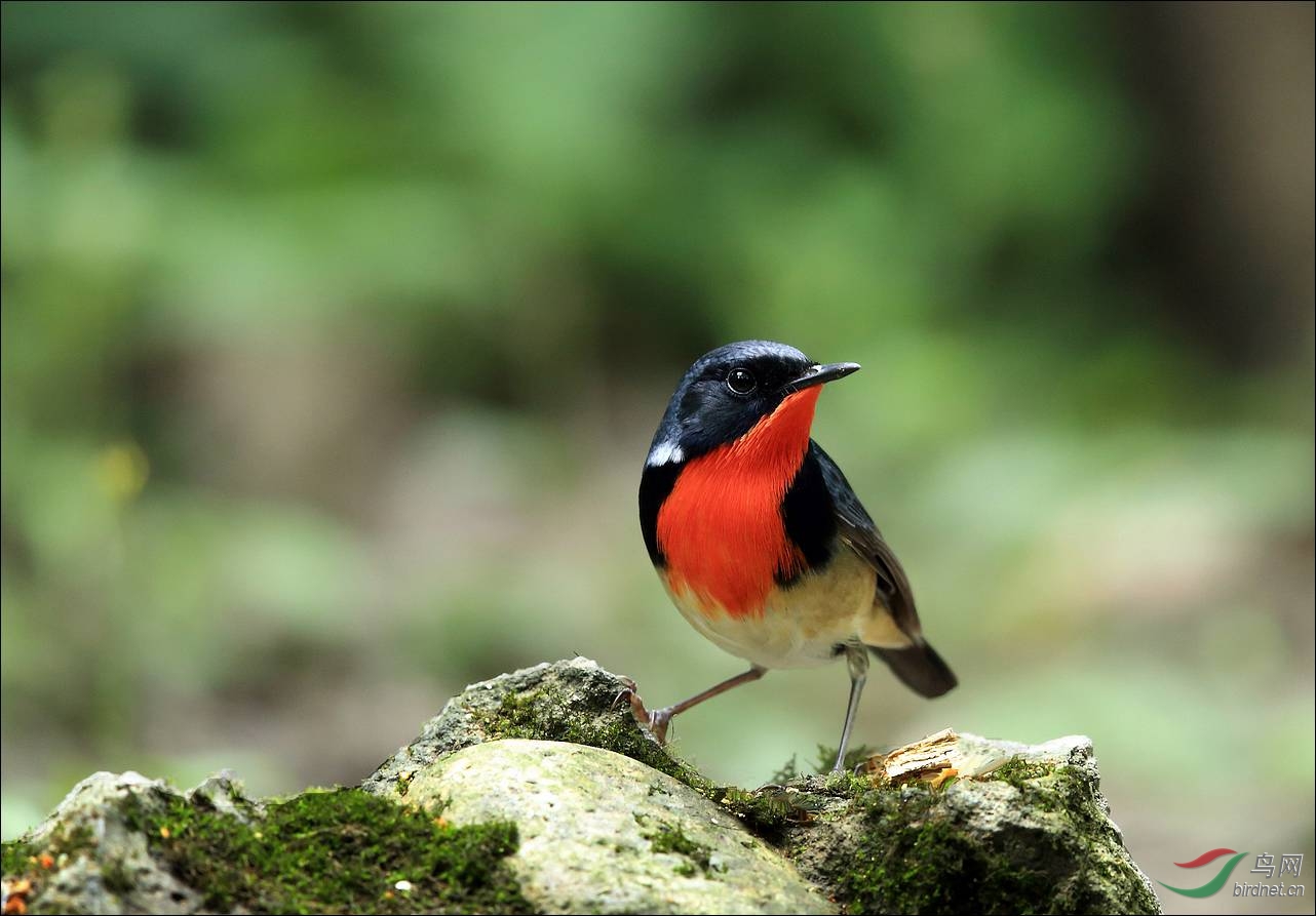 金胸歌鸲金胸歌鸲