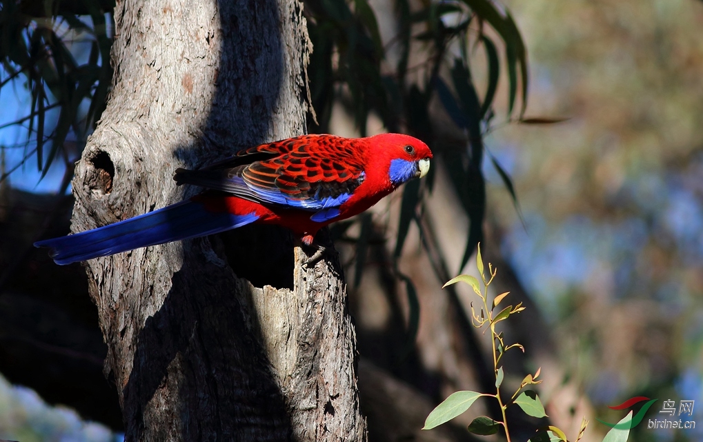 Y-crimson rosella_����_���˺�_����.jpg