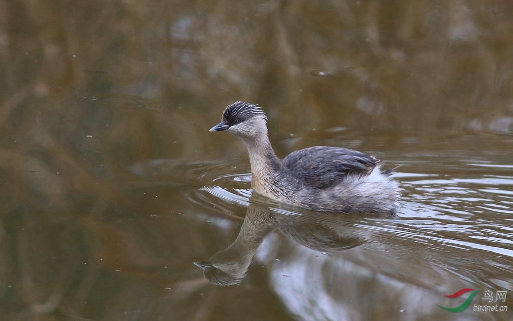 Y-hoary-headed grebe_����_���˺�_����.jpg