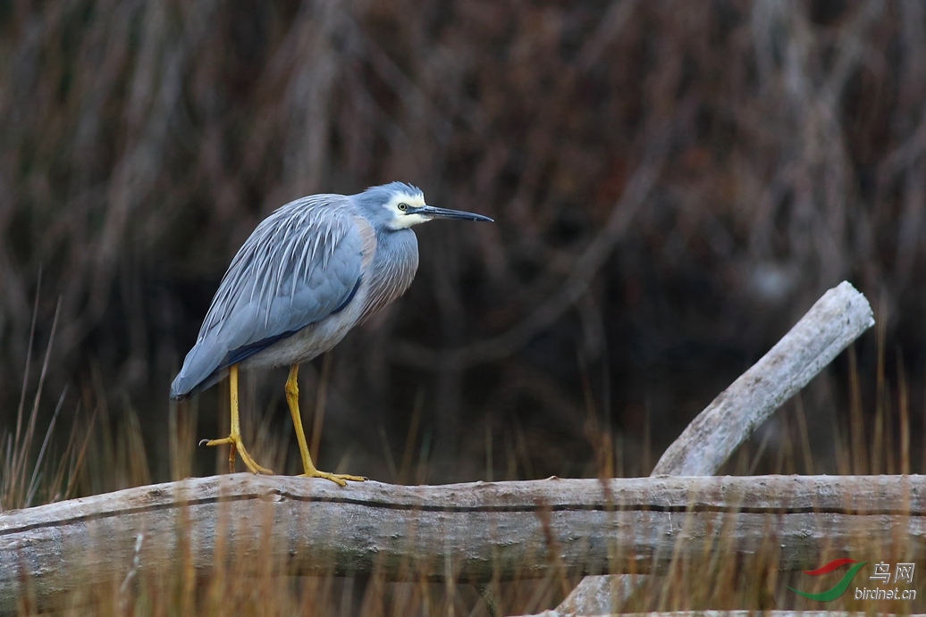 Y-white-faced heron2_����_���˺�_����.jpg