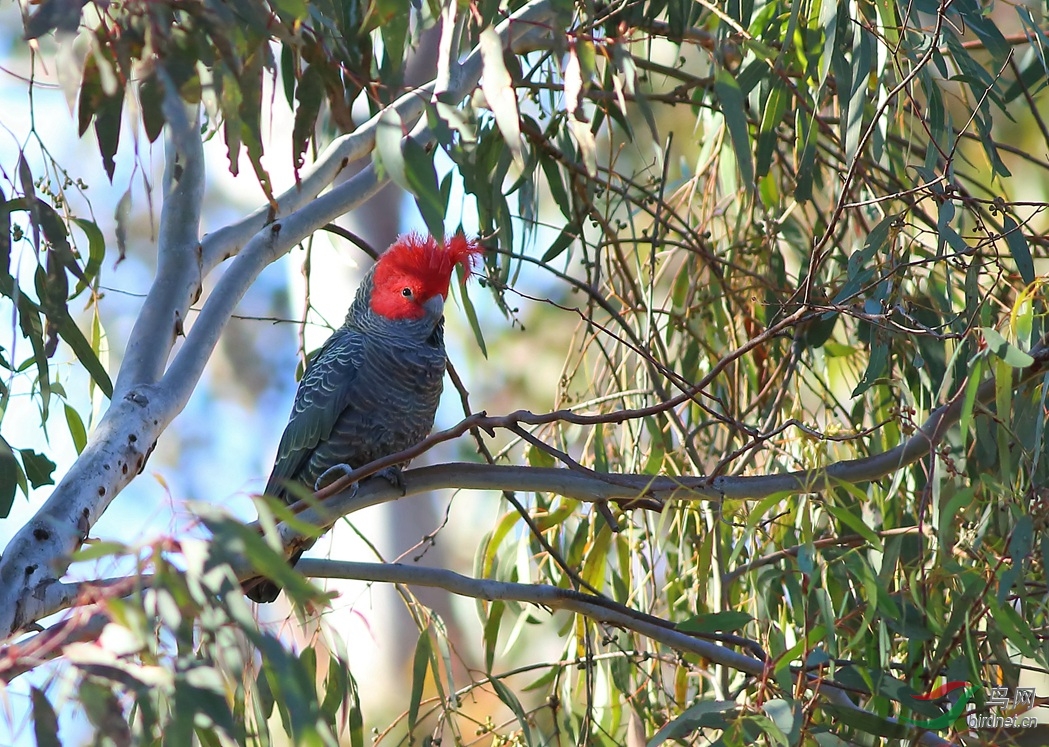 Y-gang-gang cockatoo_����_���˺�_����.jpg