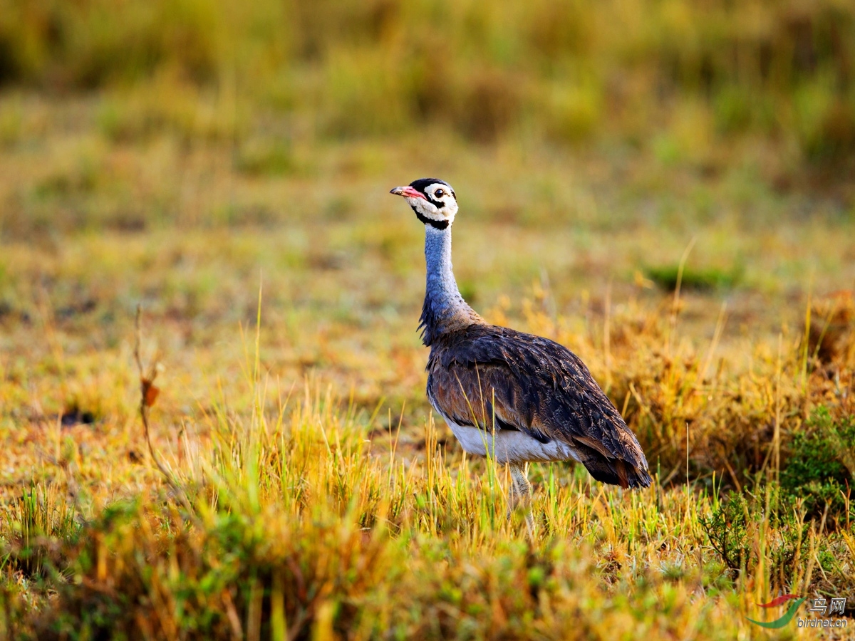 (白腹鸨)肯尼亚观鸟日记(5)