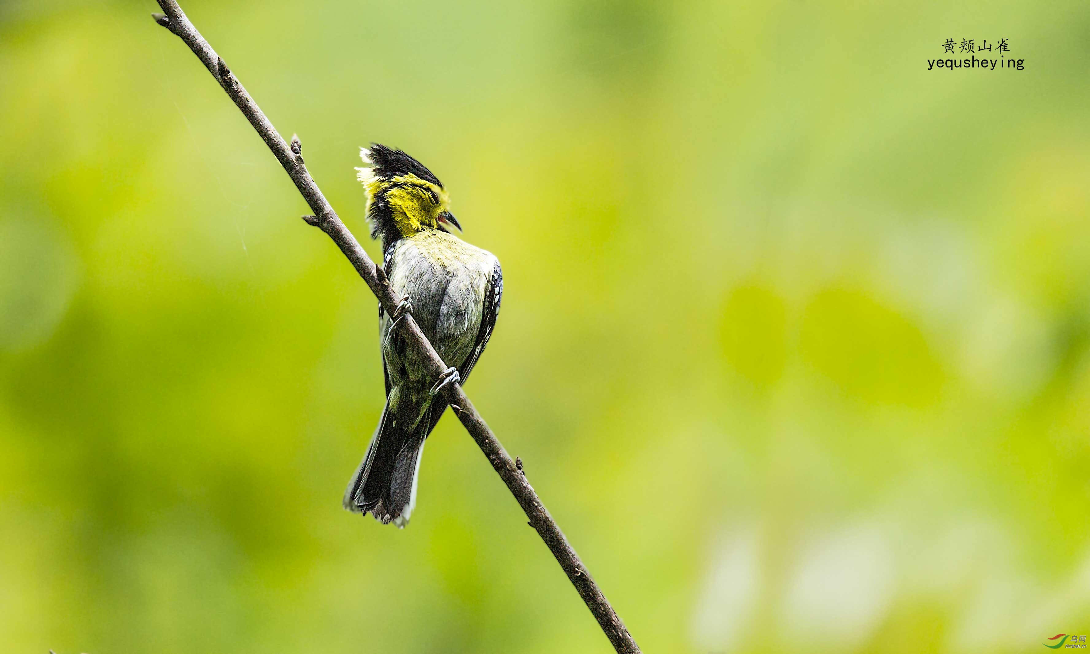 黄脸婆-黄颊山雀