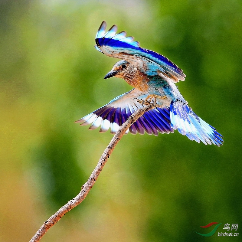 (棕胸佛法僧)斯里兰卡拍鸟之一:棕胸佛法僧