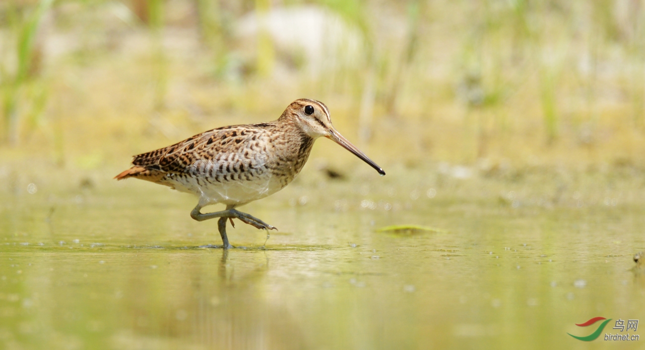 个人体会大沙锥的识别