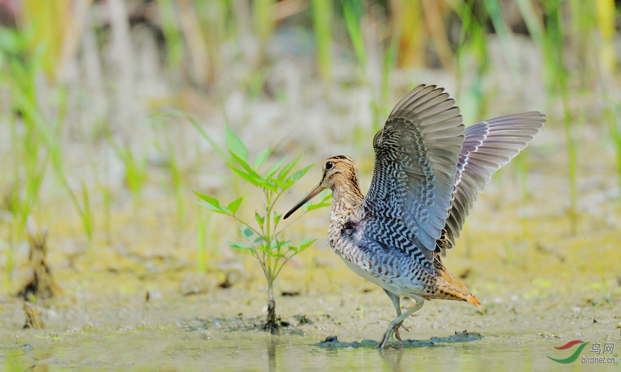 个人体会大沙锥的识别