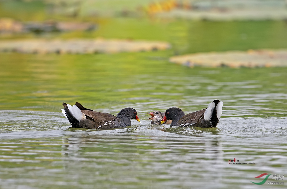 西安浐灞湿地公园的水鸟