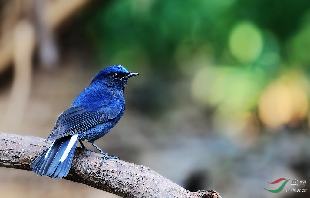 白尾蓝地鸲[雄,雌鸟]