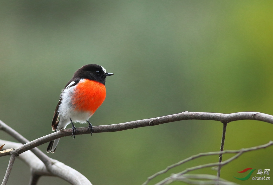Y-scarlet robin_����_���˺�_����.jpg