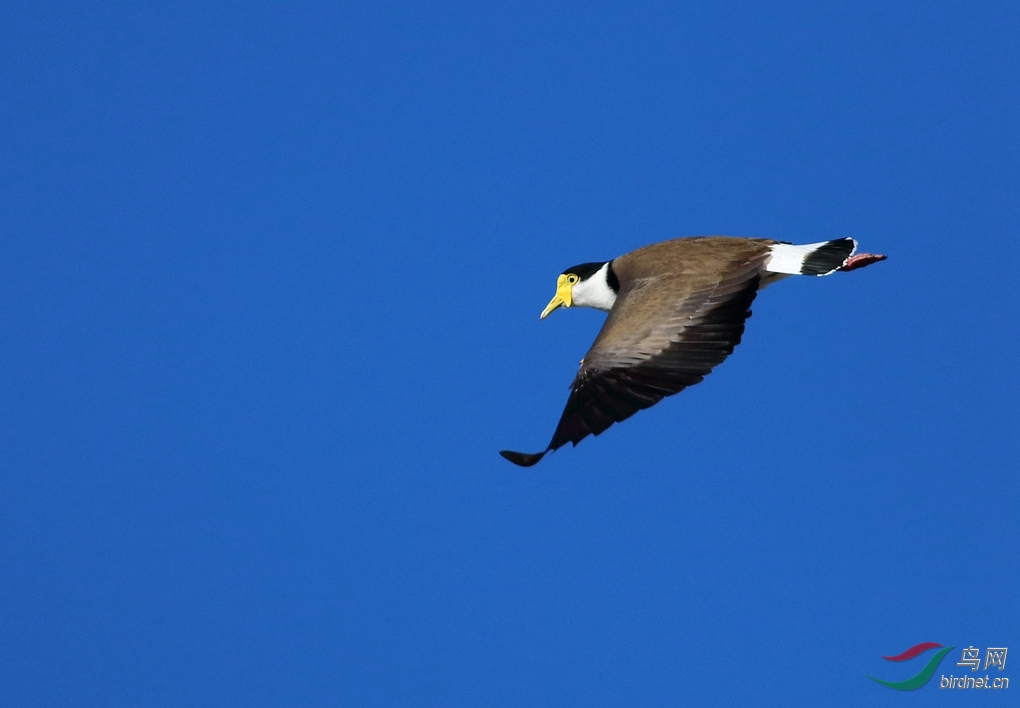 Y-masked lapwing2_����_����.jpg