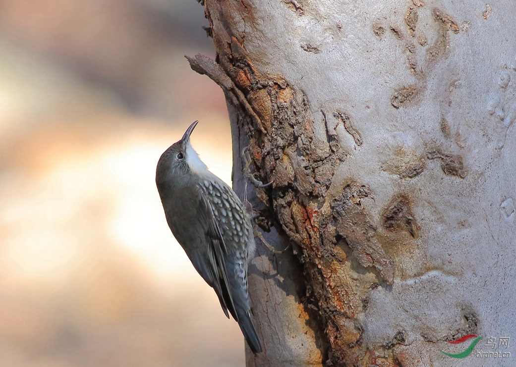 Y-white-throated treecreeper_����_���˺�_����.jpg