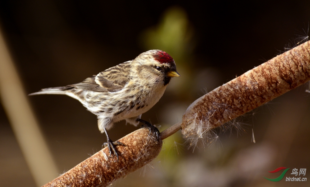 jz老蔫携朱顶红祝贵版鸿运当头 红红火火!