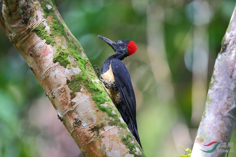 (白腹黑啄木鸟)白腹黑啄木鸟 - 重庆版 chongqing鸟网
