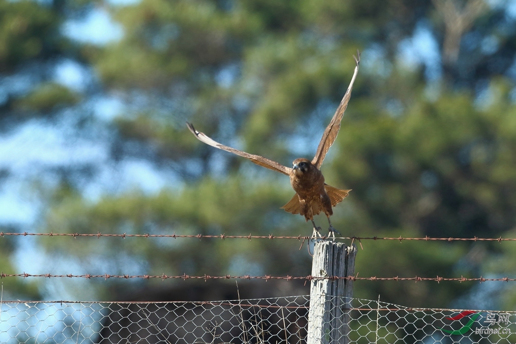 Y-black falcon���_���˺�_����.jpg