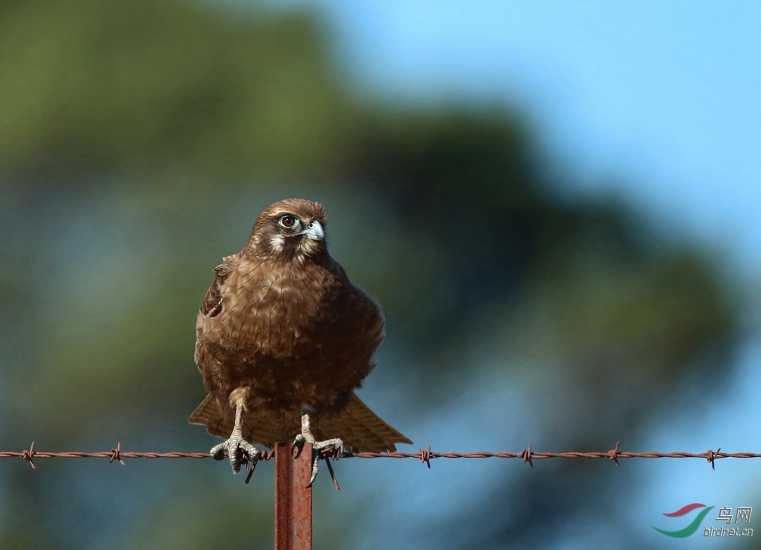 Y-black falcon11_���˺�_����.jpg