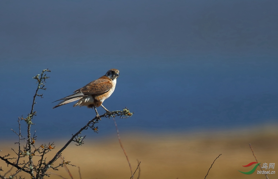 Y-brown falcon_���˺�_����.jpg