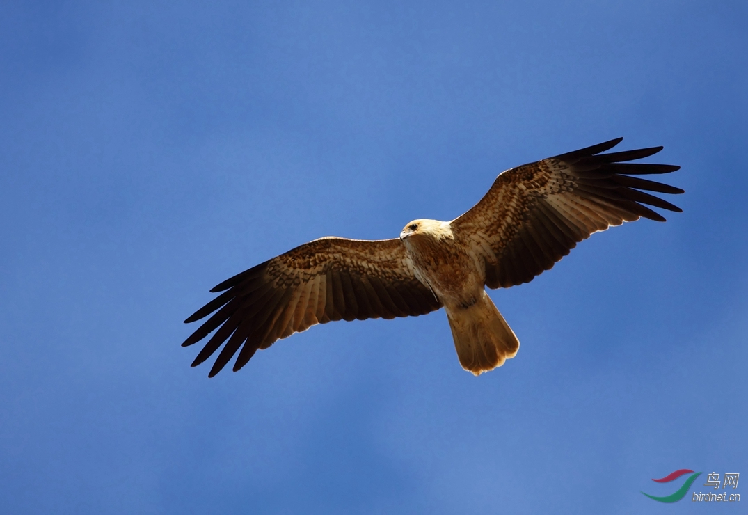 Y-whistlling kite1_���˺�_����.jpg