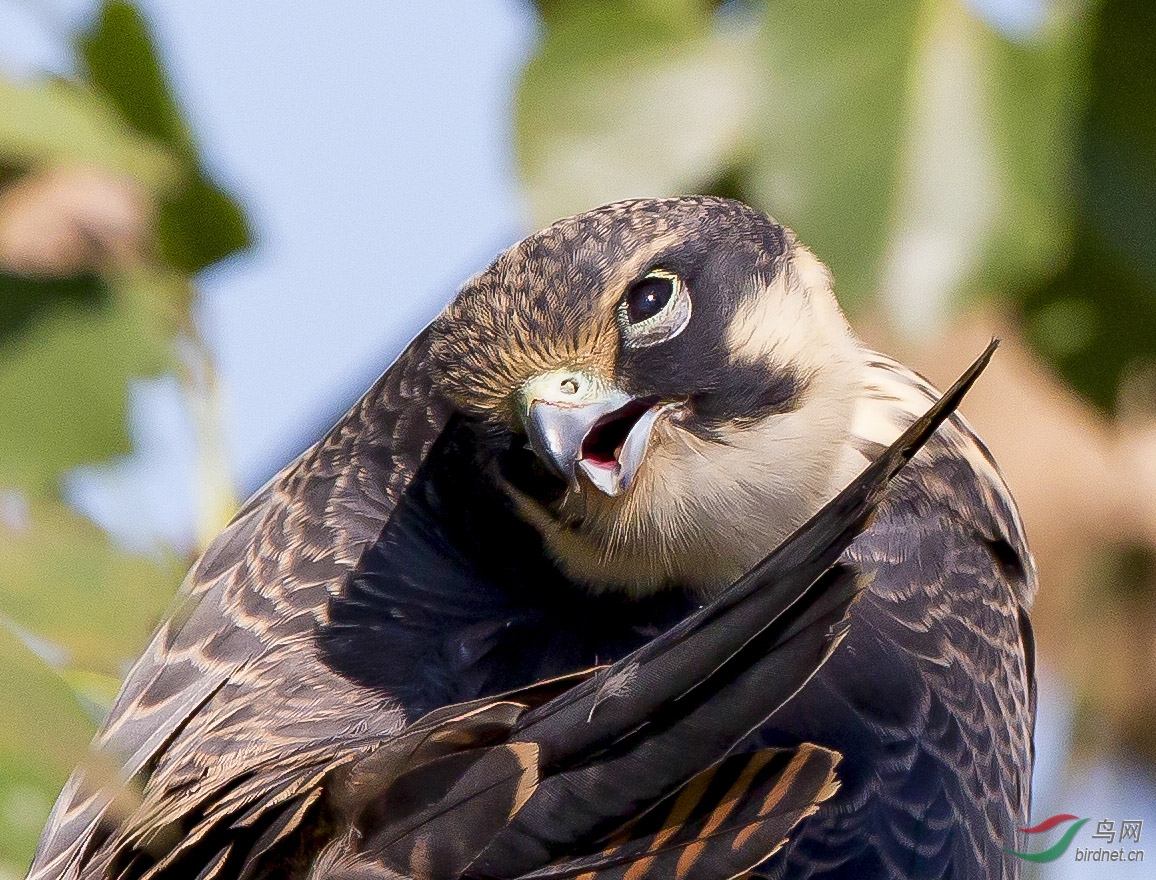 睁一只眼闭一只眼---燕隼