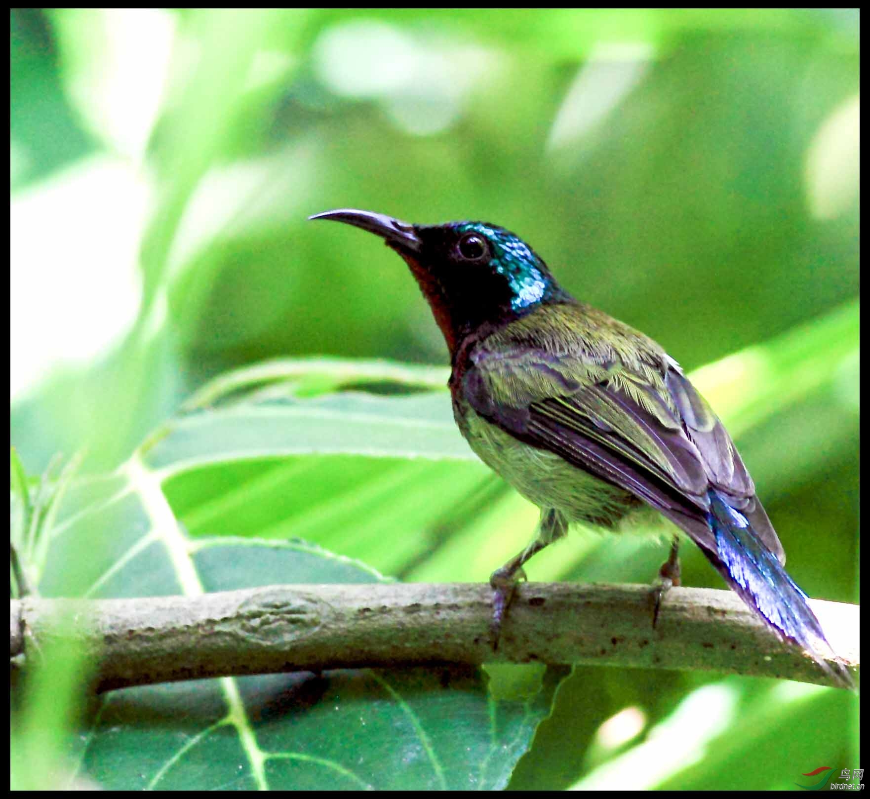 色彩艳丽太阳鸟公