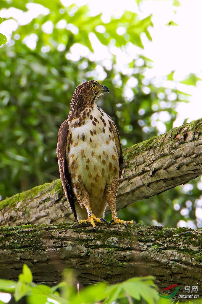 凤头鹰 - 广东版 guangdong 鸟网