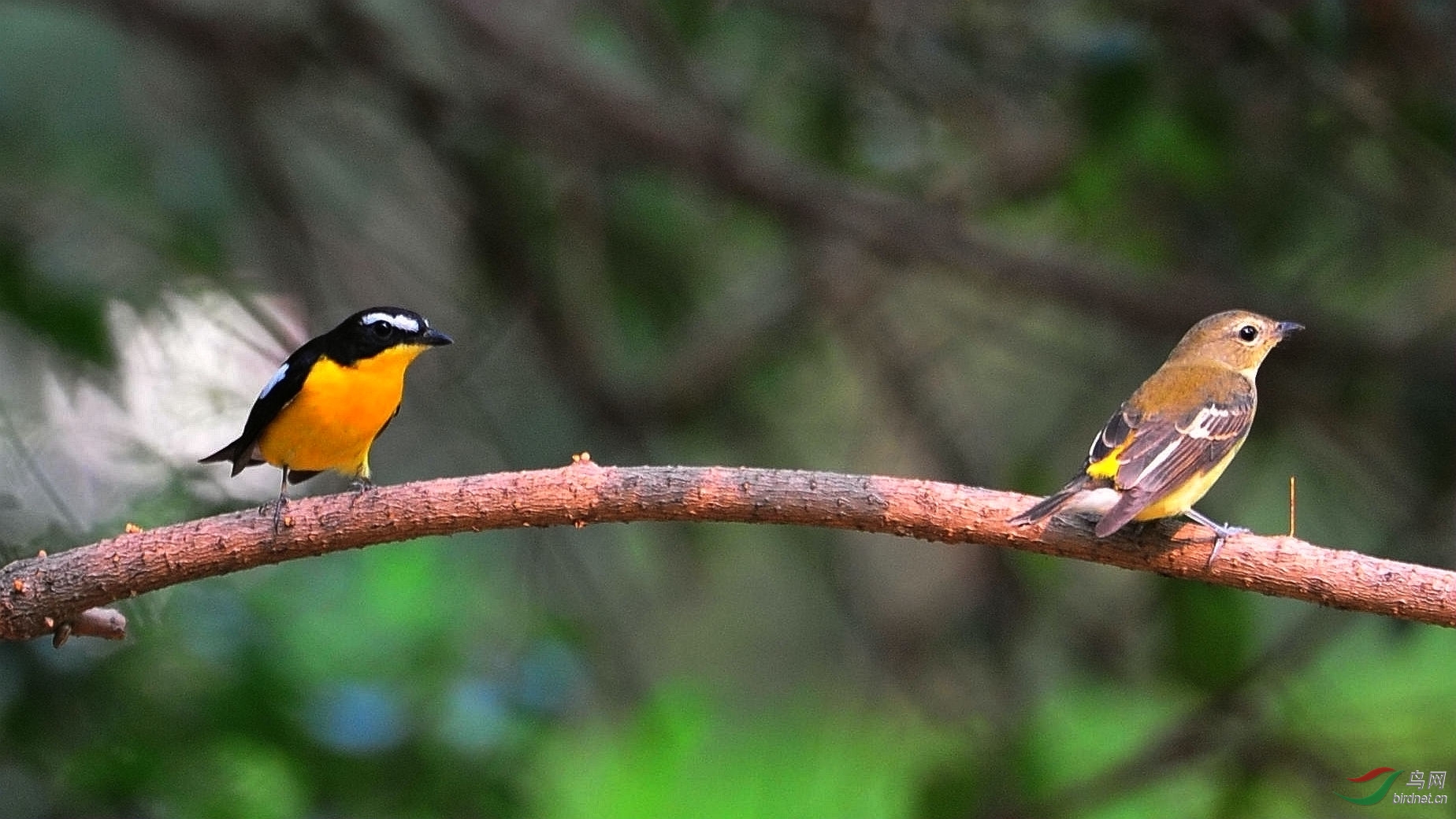 新拍鸭蛋黄公母
