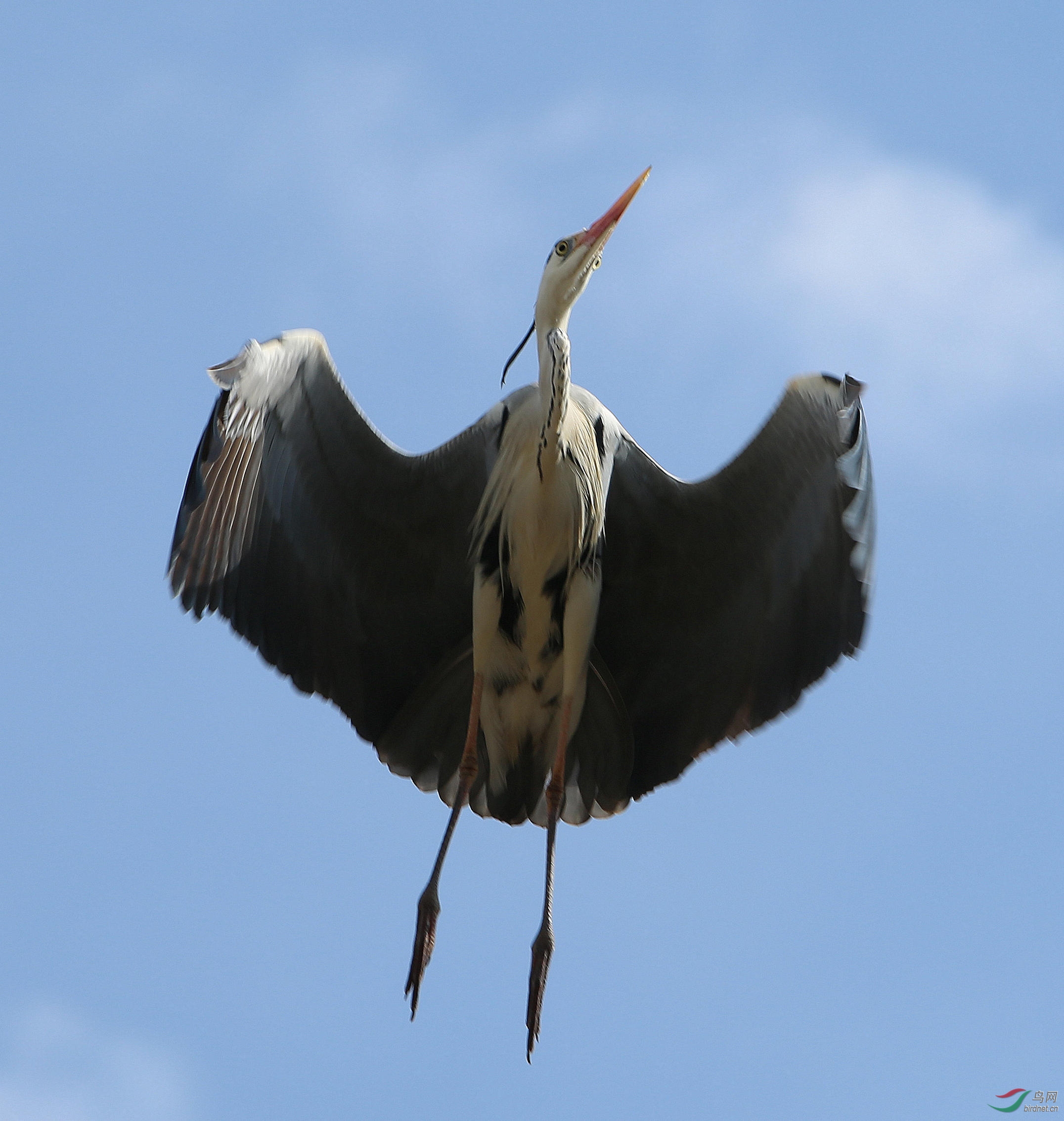 飞翔的苍鹭