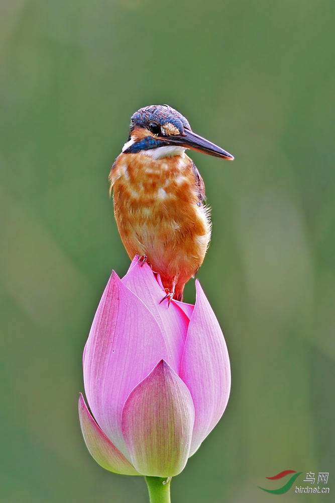 荷花蕾上呆小翠