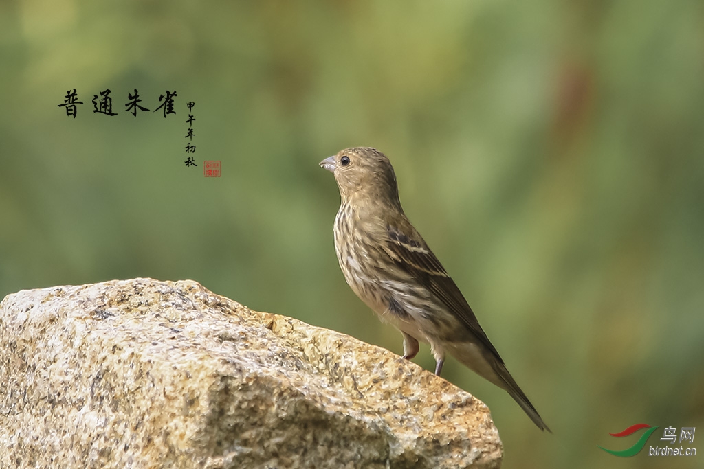 青麻料鸟叫声大全图片