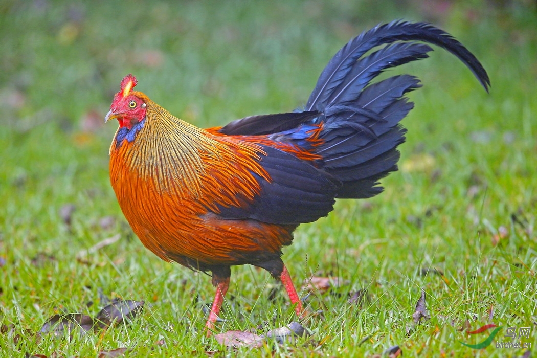 斯里兰卡拍鸟原鸡