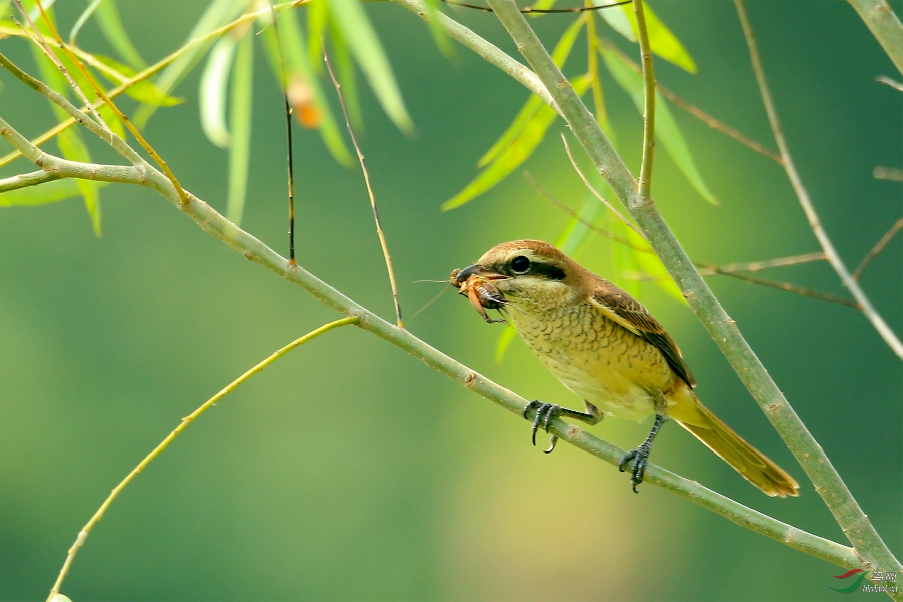 红尾伯劳捕食蟋蟀