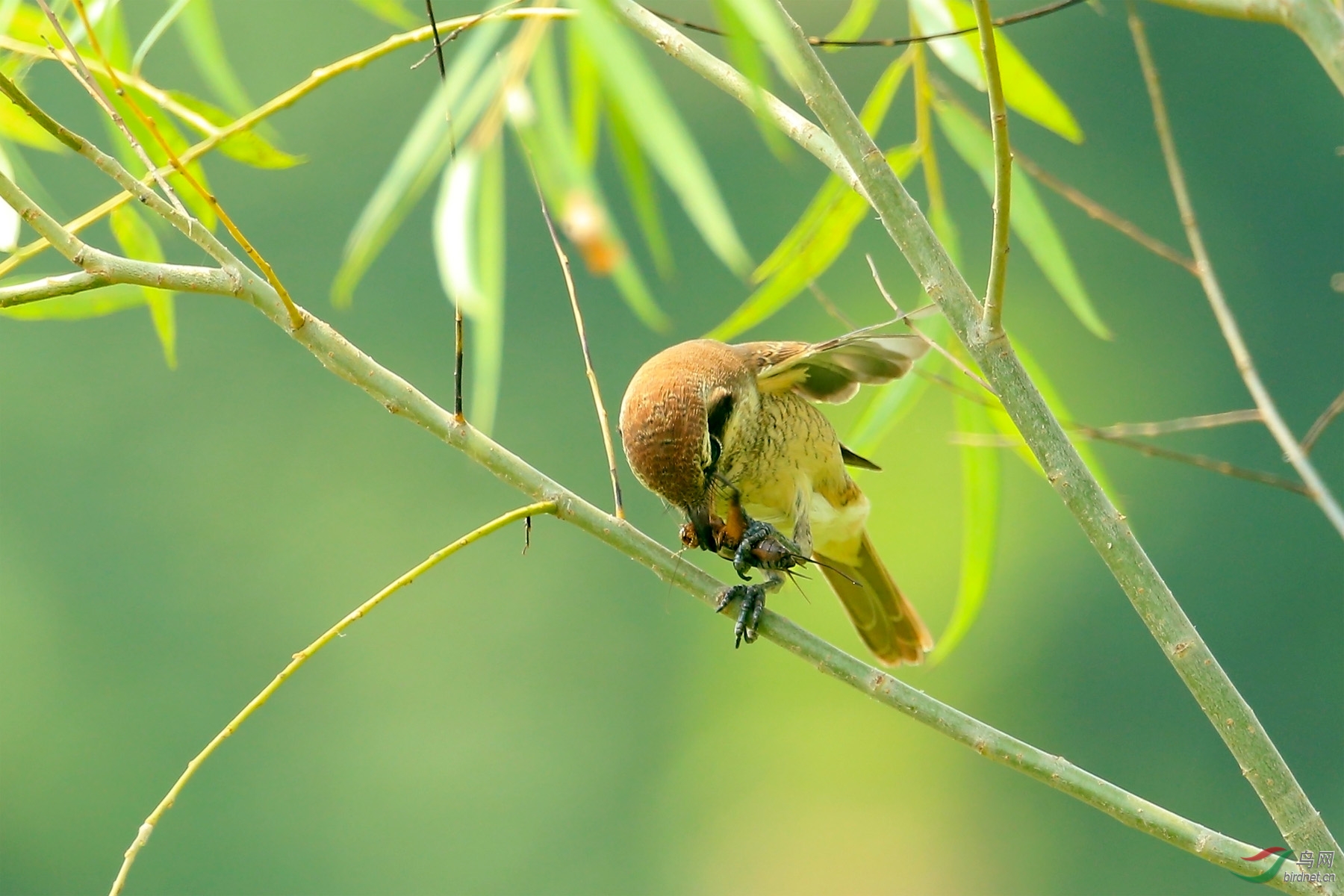红尾伯劳捕食蟋蟀