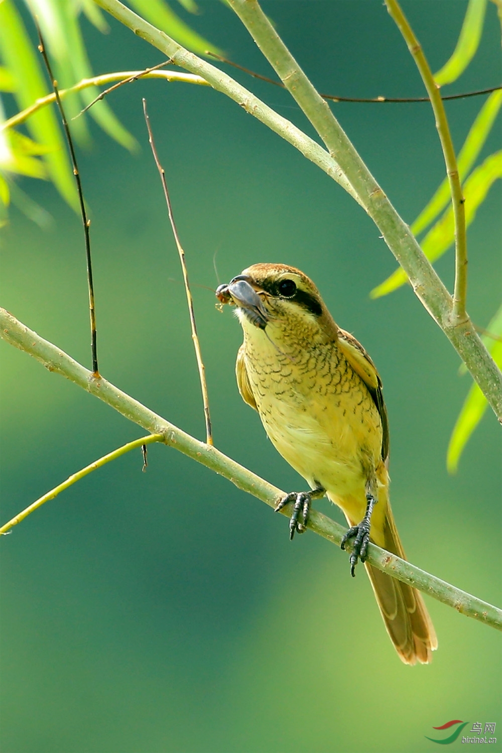 红尾伯劳捕食蟋蟀