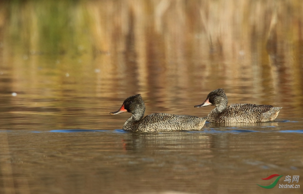 Y-freckled duck_���˺�_����.jpg