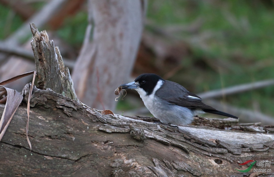 Y-grey bucherbird1_���˺�_����.jpg