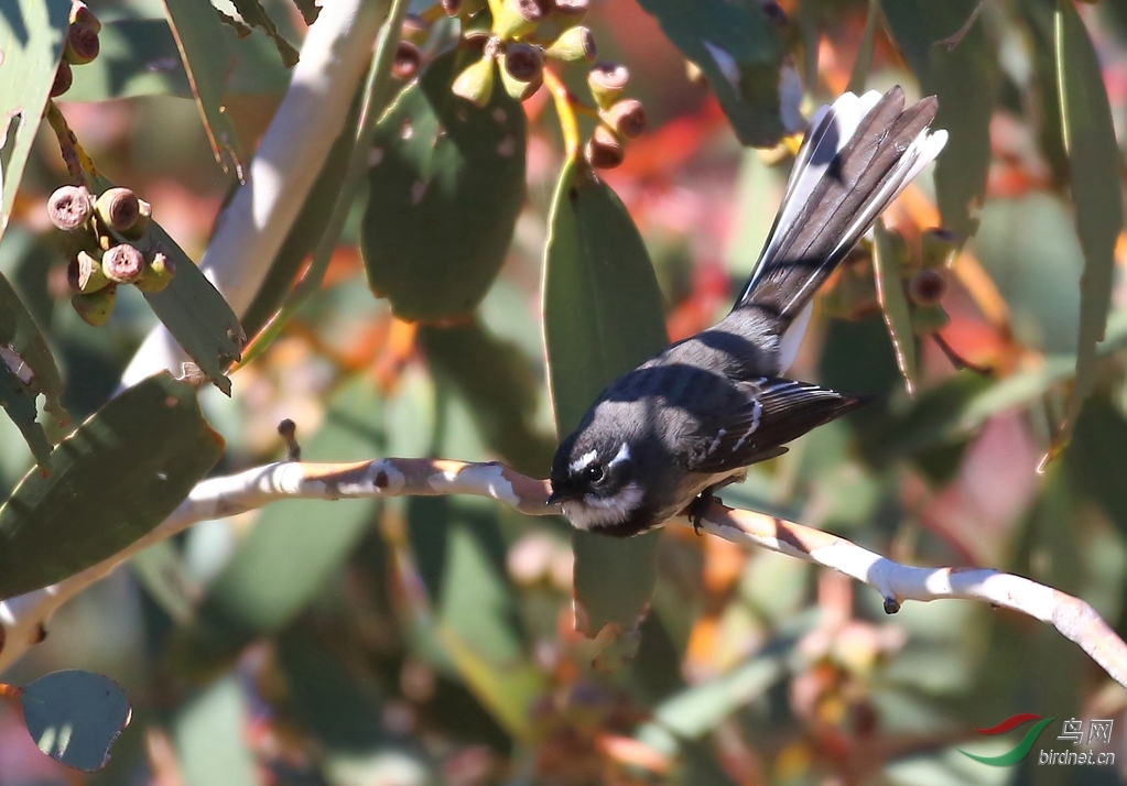 Y-grey fantail_���˺�_����.jpg