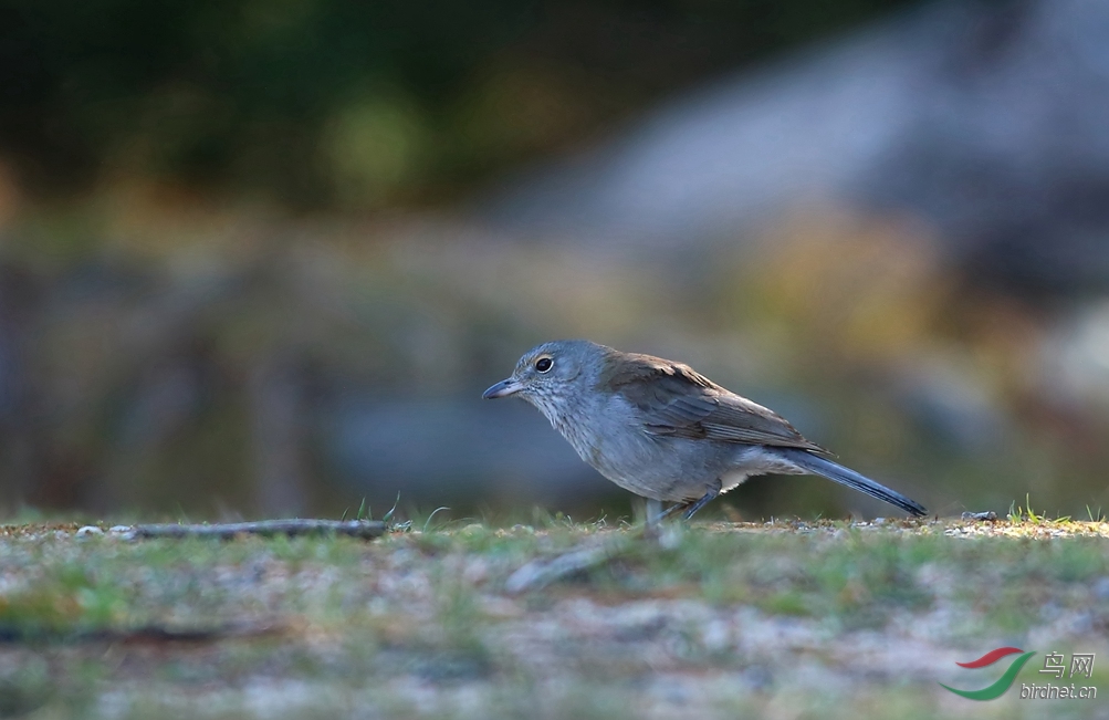 Y-grey shrike-thrush_���˺�_����.jpg