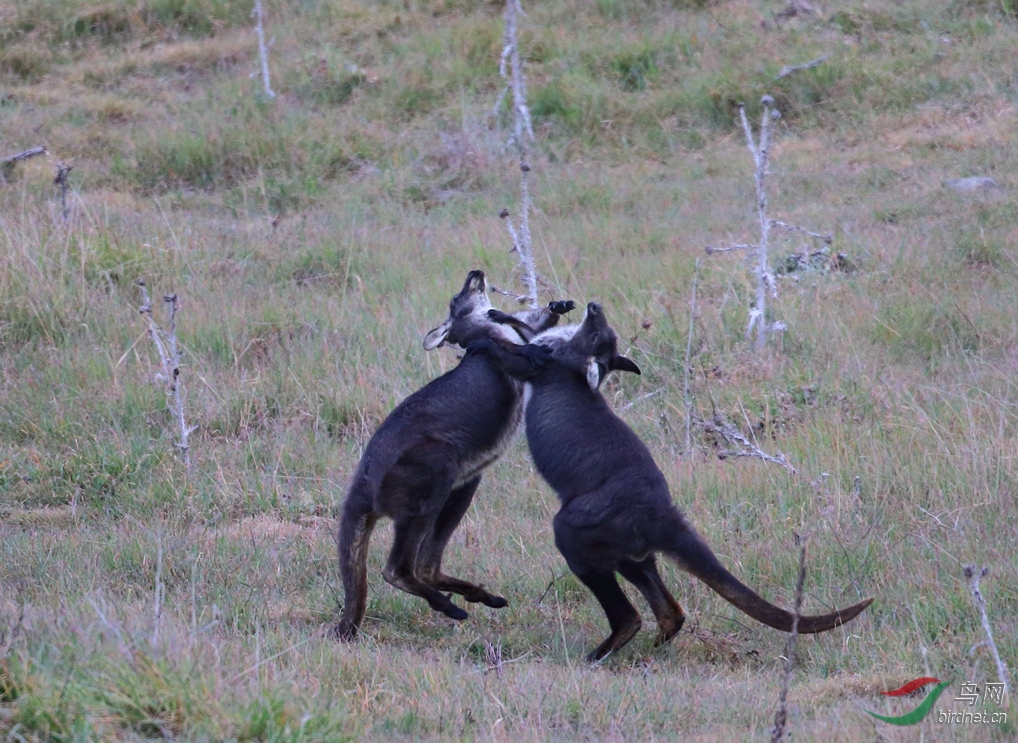 Y-red-necked wallaby���2_����.jpg