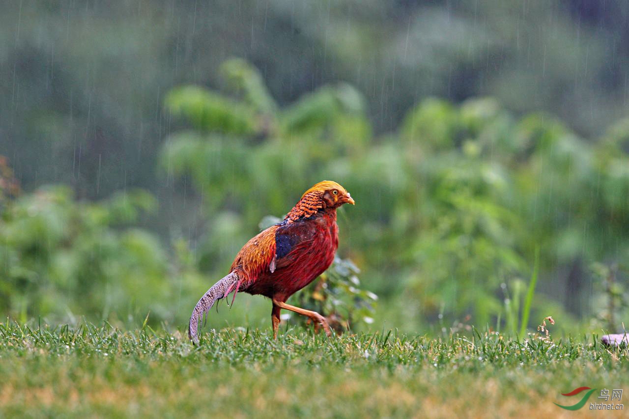 雨丝锦鸡