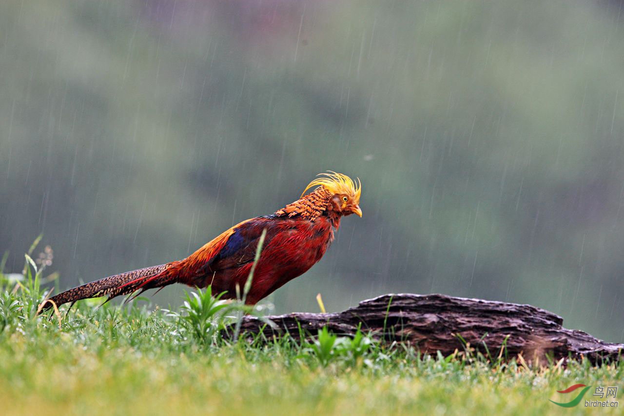 雨丝锦鸡