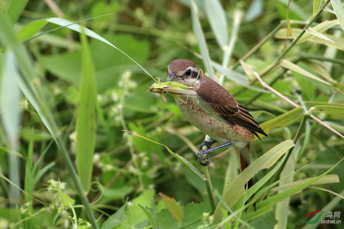 圆明园伯劳吃蚂蚱