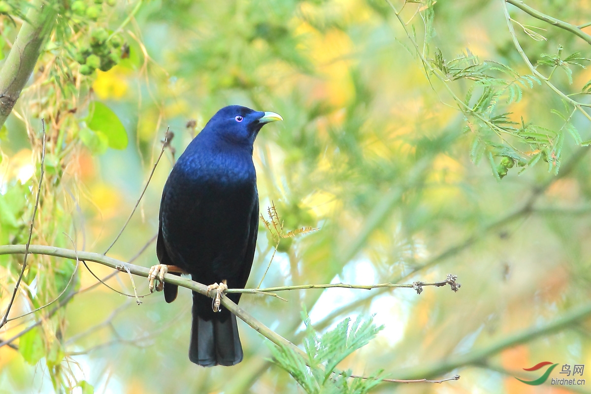 一组紫光园丁鸟