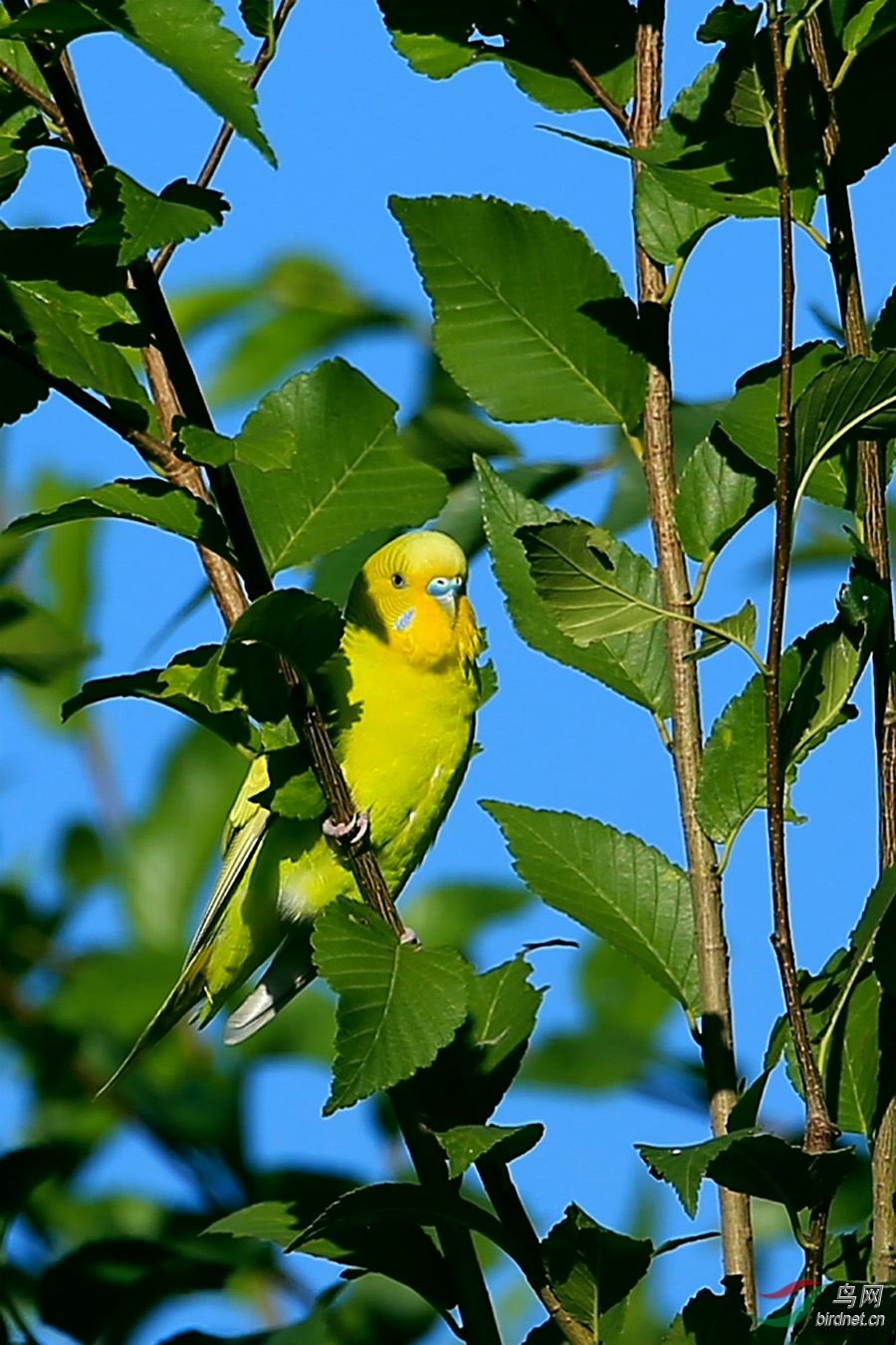 麻雀群中的虎皮鹦鹉