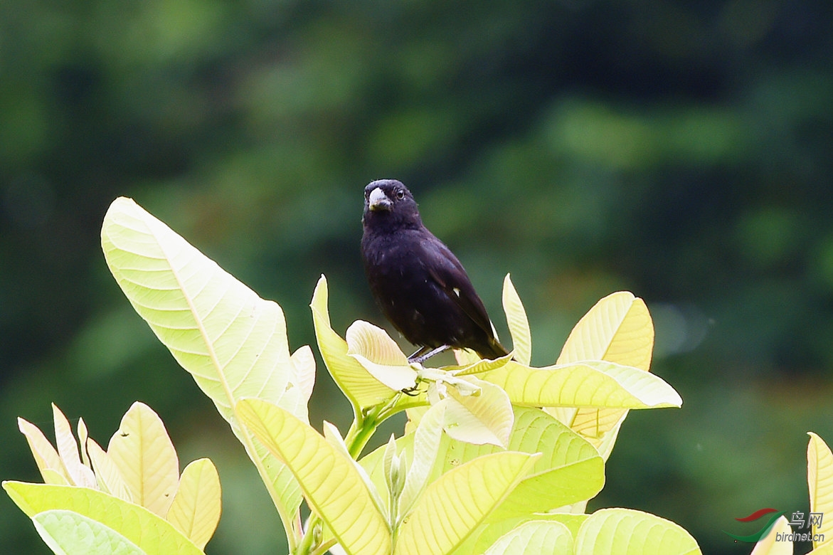 【记录黑文鸟和黑脸文鸟】